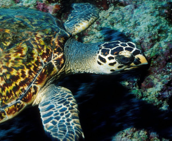 Hawksbill turtle - Eretmochelys imbricata